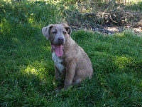  cane corso formentino